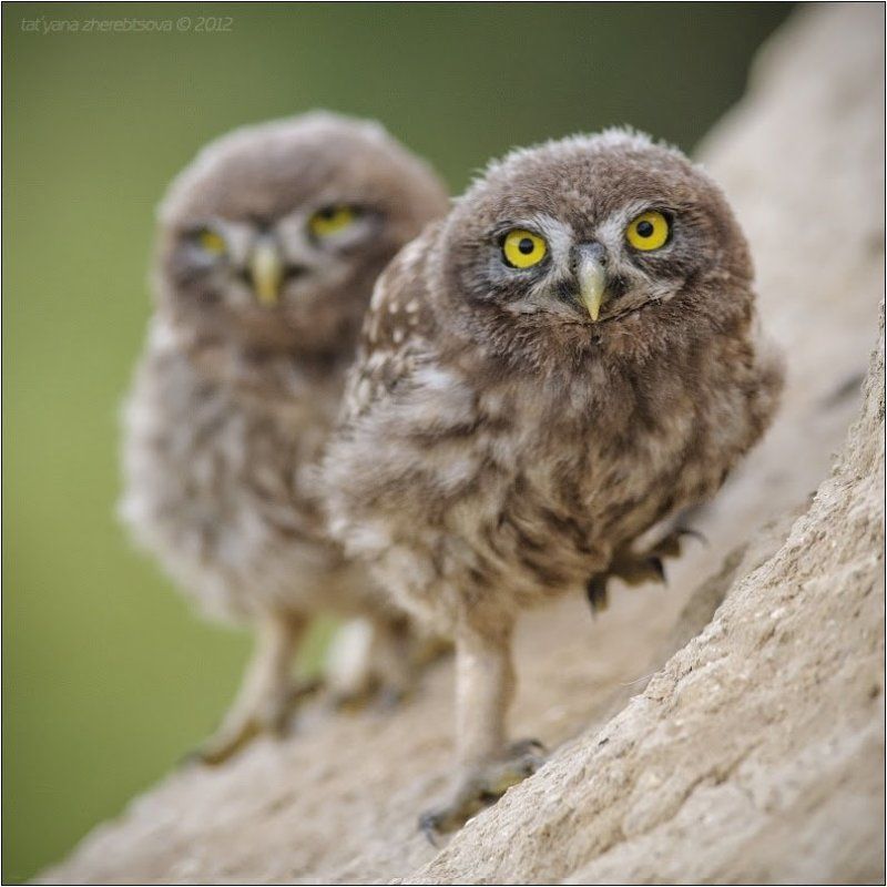 Angry Birds фото превью