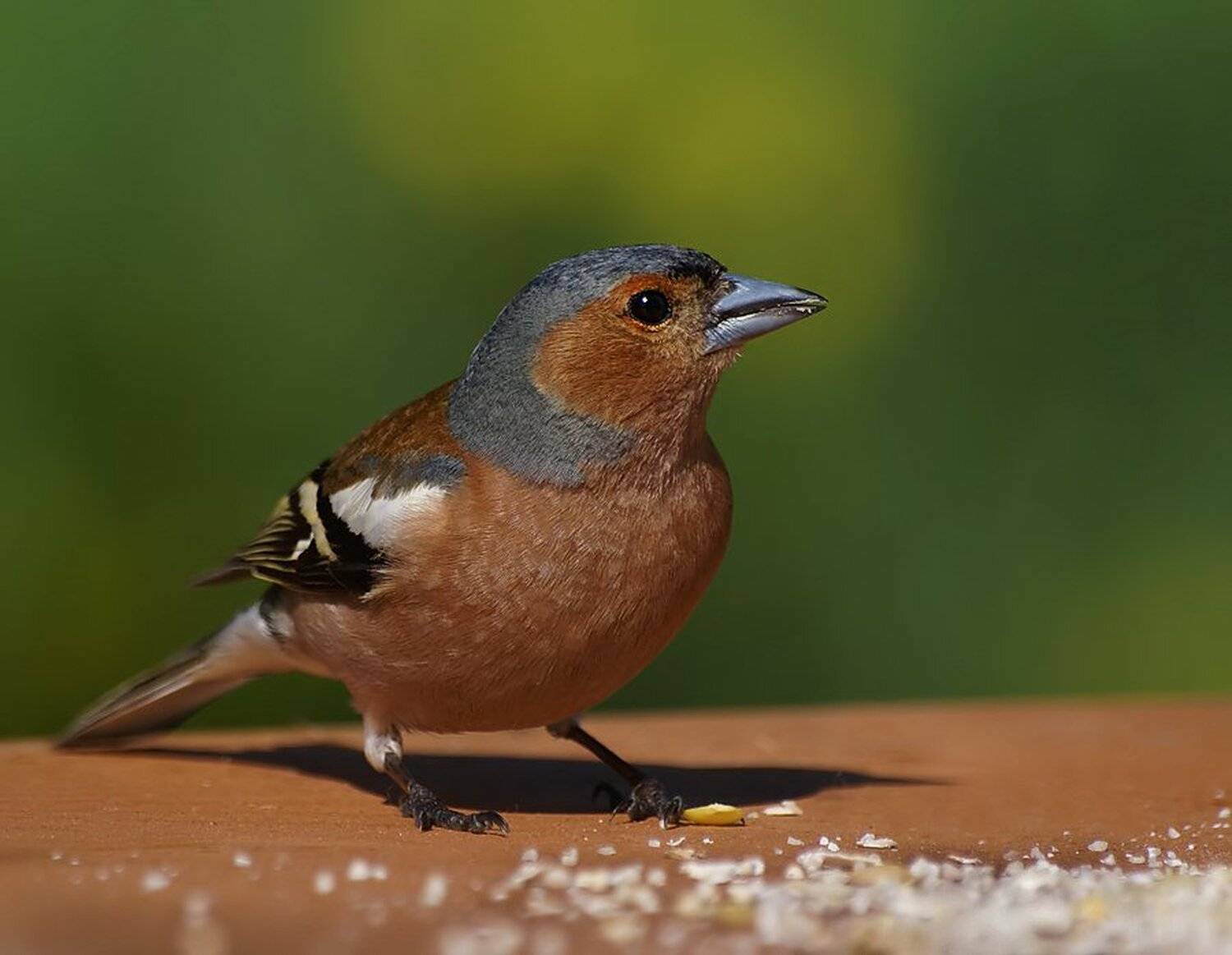 , Ирина Фурашова