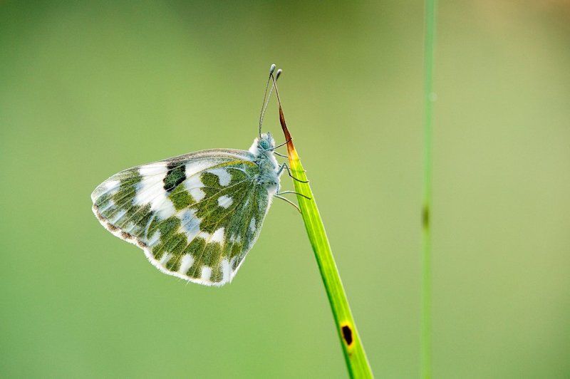 Pontia daplidice фото превью