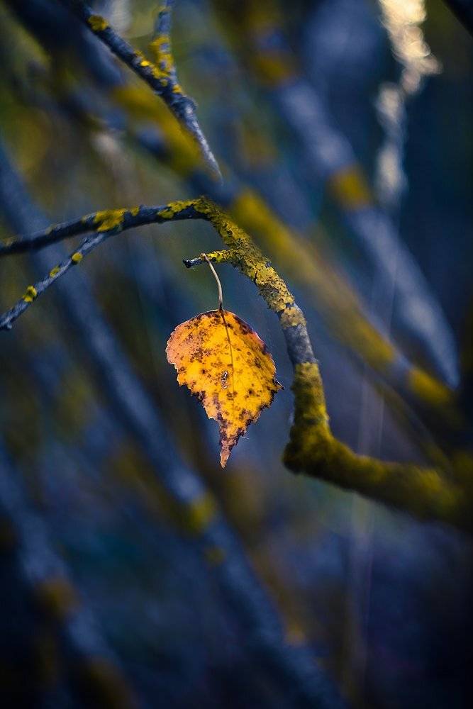 , Сергей Зимин