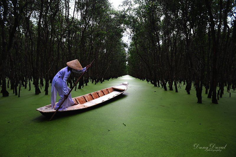 Trà Sư Melaleuca леса фото превью