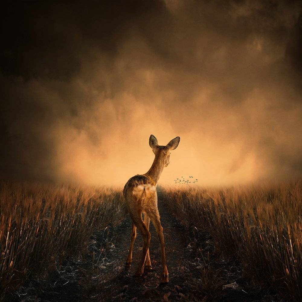 , Caras Ionut