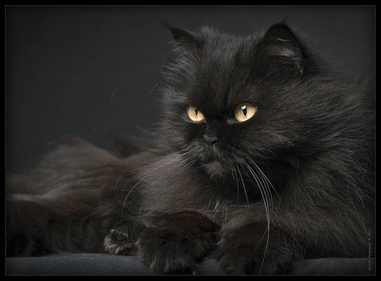 , Валерий Коновалов