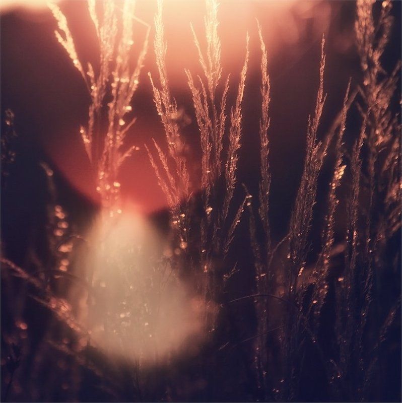 трава, осень трава фото превью