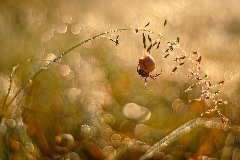 MOTHERHOOD... фото превью