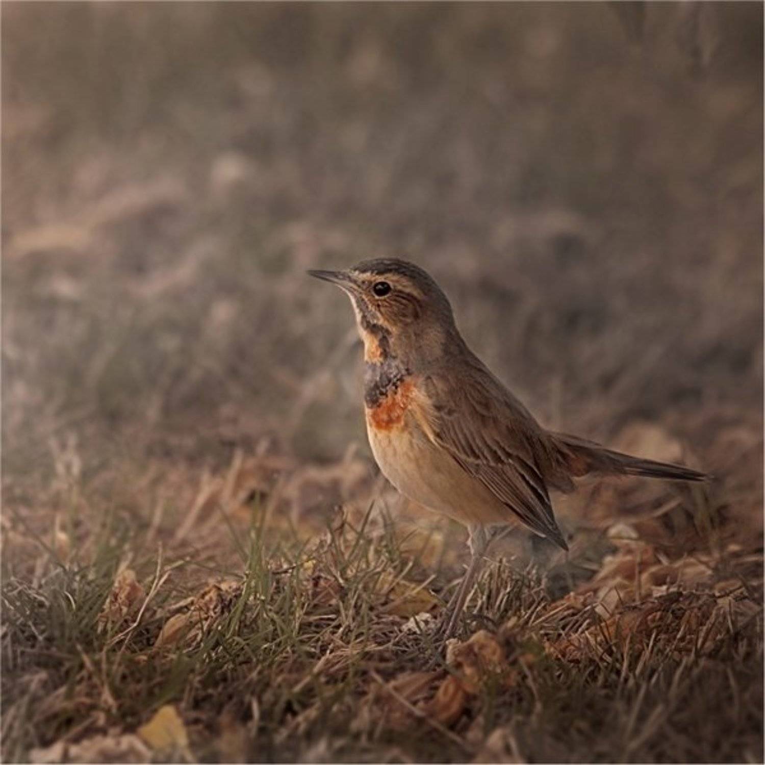 , Дмитрий Алексеев