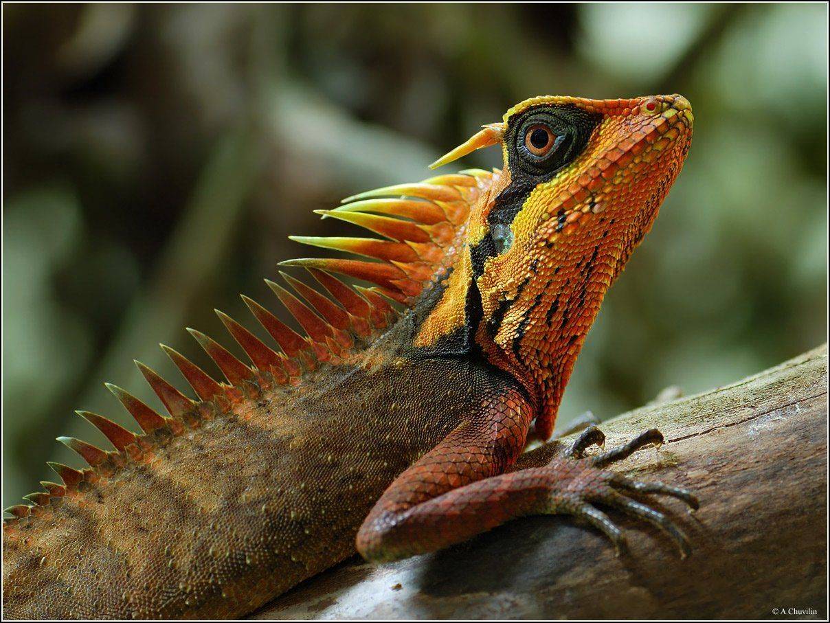 acanthosaura,natalia, Александр Чувилин
