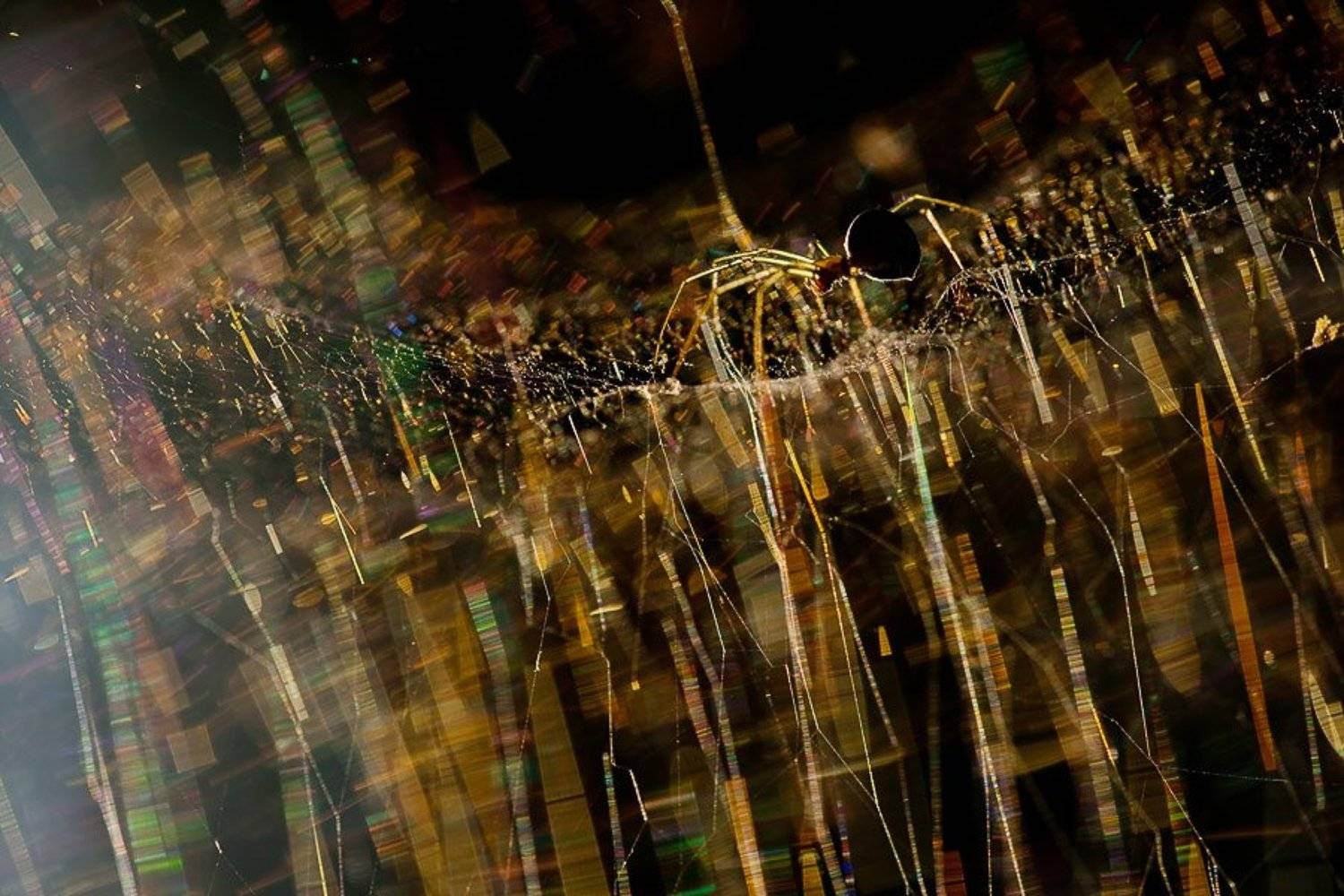 паук, паутина, Юлия