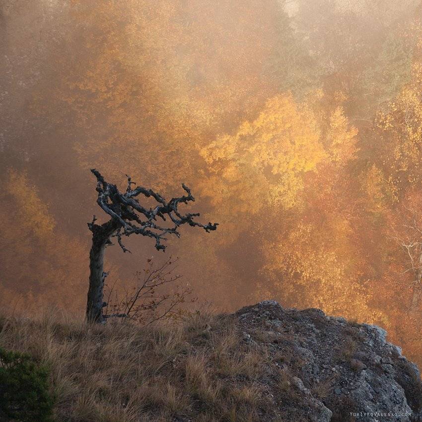 kovalenko, горы, закат, крым, лес, осень, сухое, дерево, туман, Юрий Коваленко