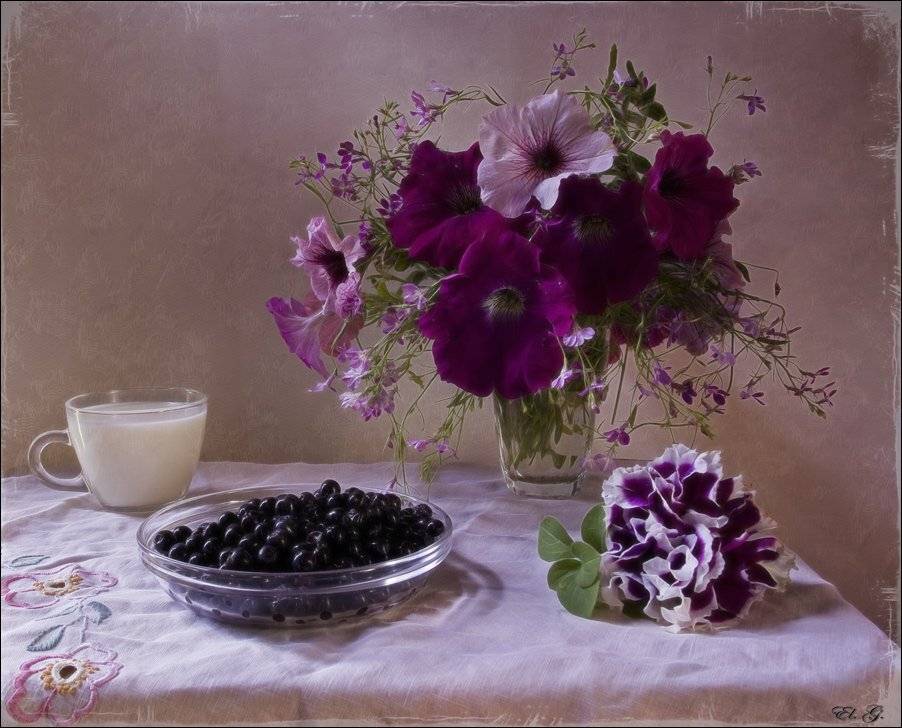 натюрморт, петуния, черника, молоко, фиолетовый, лето, still, life, blueberry, milk, petunia, purple, summer, El. G.