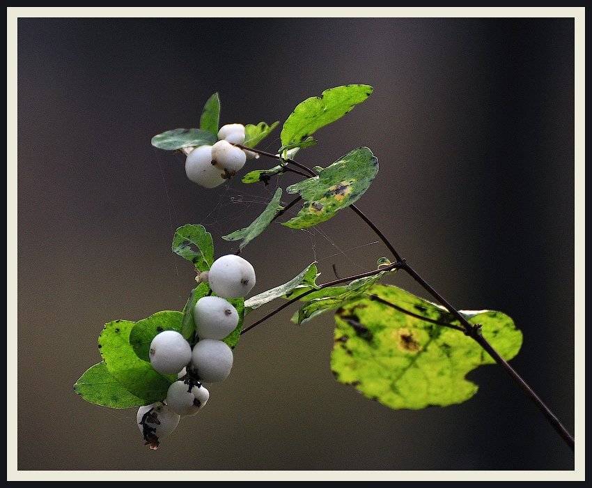 , Октай Гусейнов