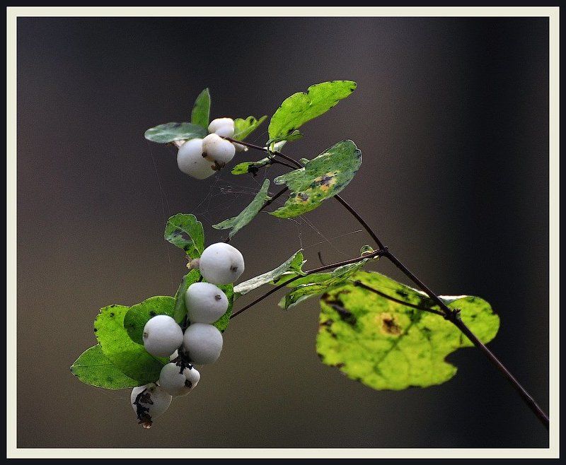 ***** фото превью