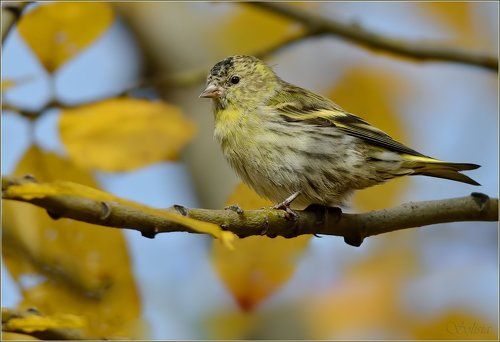 «Осенняя пора, очей очарованье…»