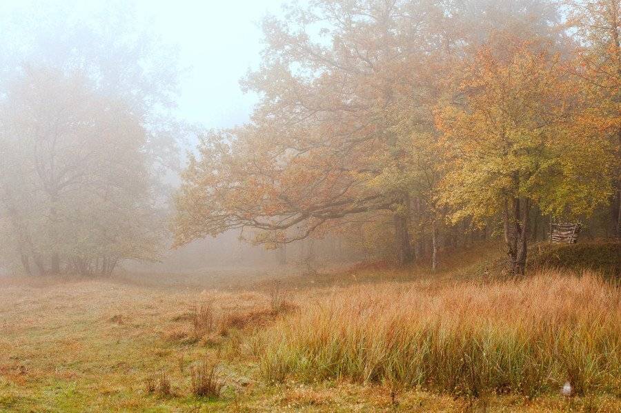 осень, утро, туман, лес, Светлана Щемелева