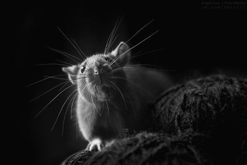 крыса, усы Антенка фото превью