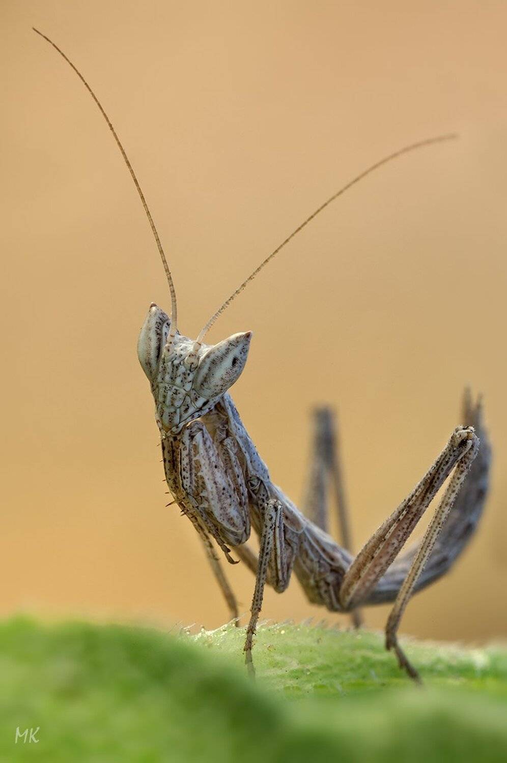 ameles, heldreichi, , богомол, гельдрейха, Miron Karlinsky