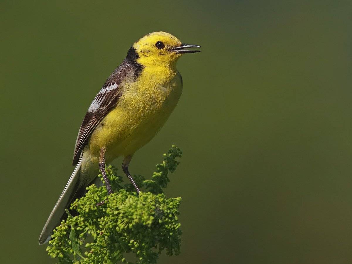 трясогузка, Ляпустин Юра