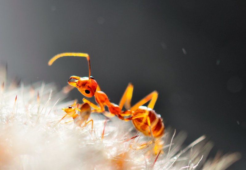 Приходите на мой сын фото превью