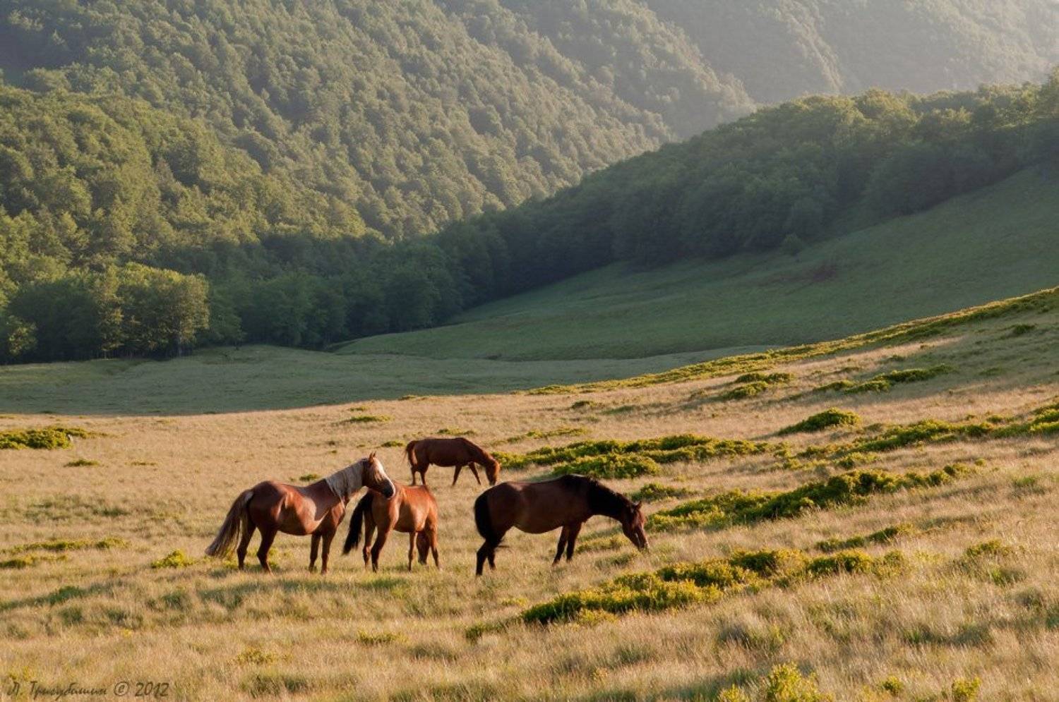 , Любомир Тригубишин