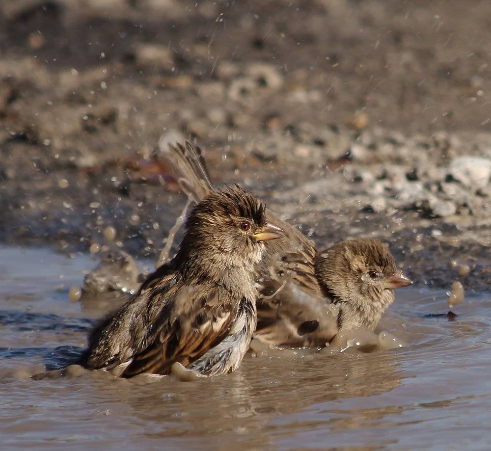 , Игорь Олейник
