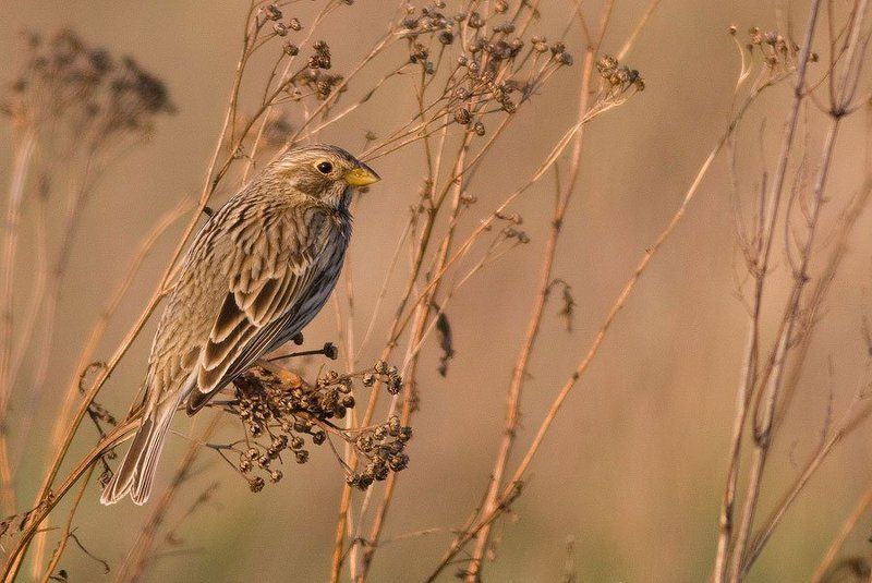Corn Bunting фото превью