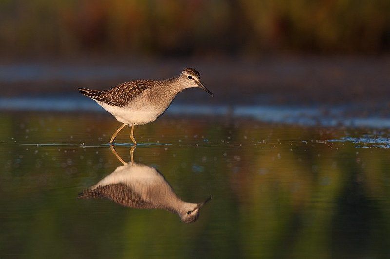 Wood Sandpiper фото превью