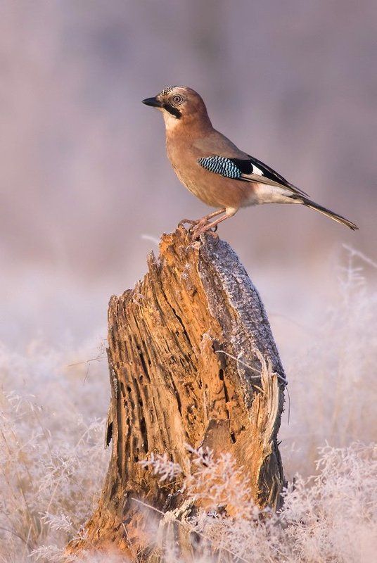 Eurasian Jay фото превью