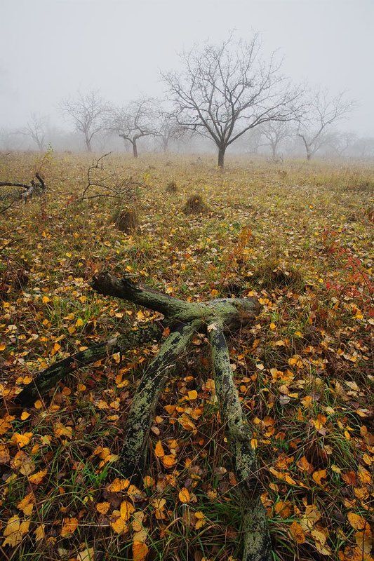 **** фото превью