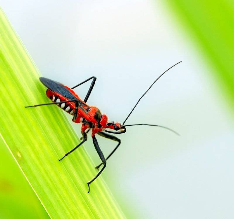 macro, closeup, insect, макро, насекомые,, Alexey Gnilenkov