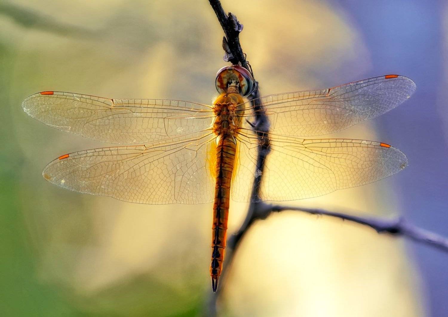 macro, closeup, insect, макро, насекомые,, Alexey Gnilenkov