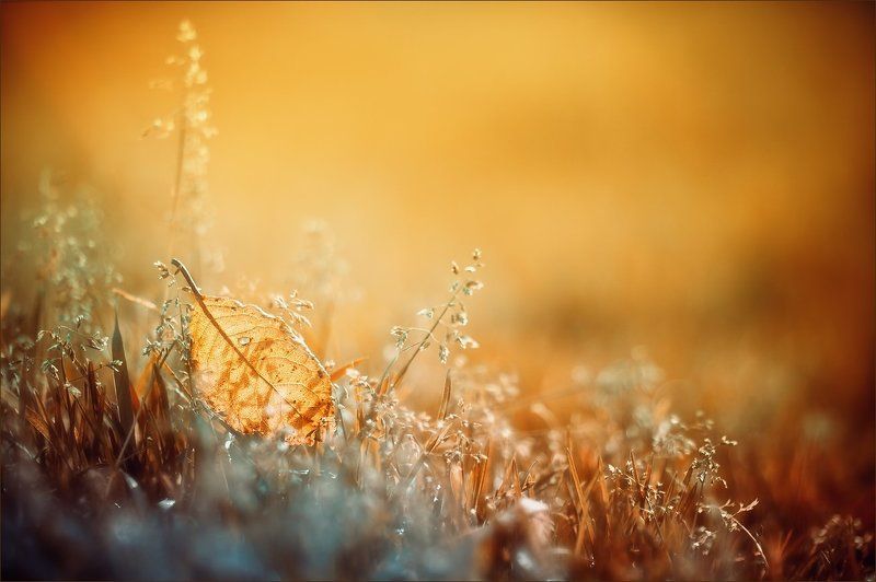 Оранжевый сон фото превью