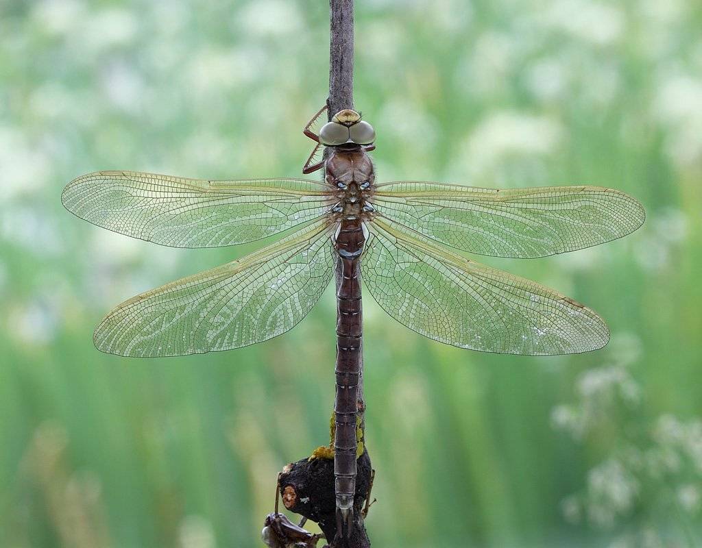 , Сергей Таланов