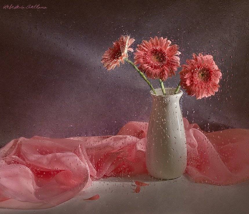 гербера,капли,ваза, Светлана Л.