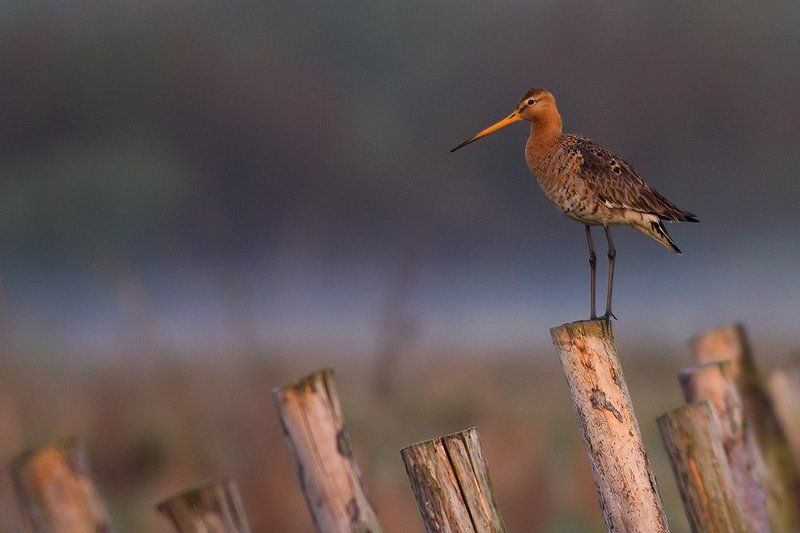 Black-tailed Godwit фото превью