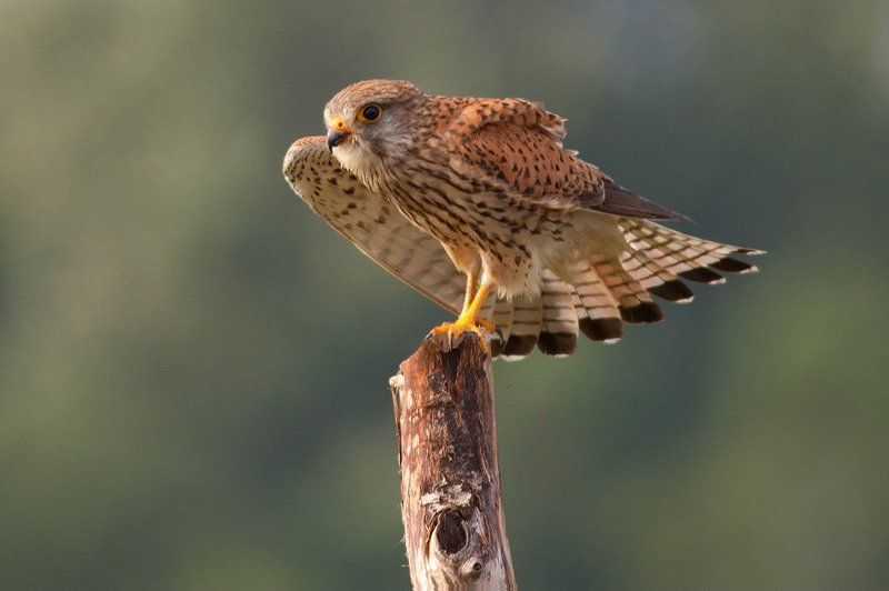 Common Kerstel фото превью