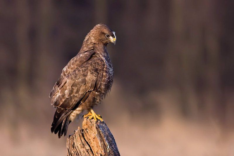 Buzzard фото превью