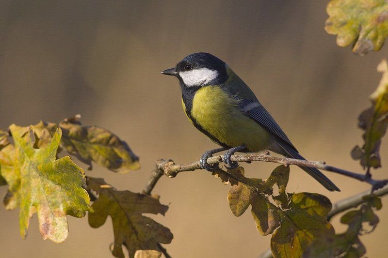 Great tit фото превью