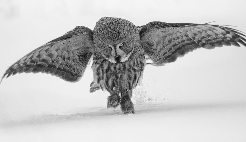 бег фото превью