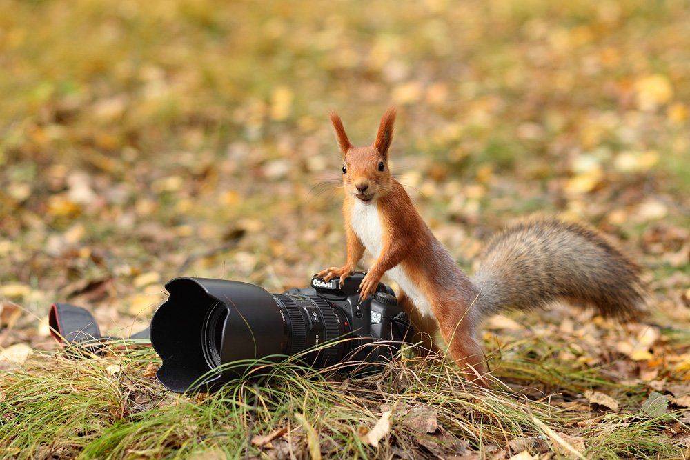 белка, фотоаппарат, осень, лес, юмор, Sokolova Tatiana