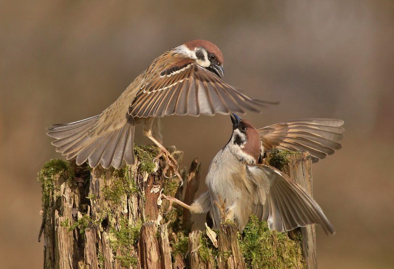 природа , птицы , полевые воробьи , встреча ***** фото превью