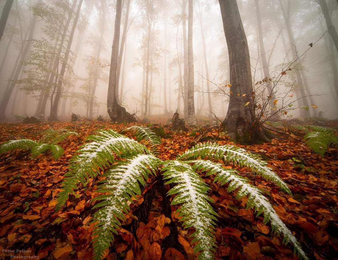 , Петко Петков