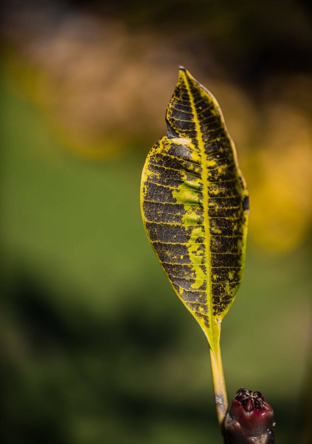 composition, hussein najem