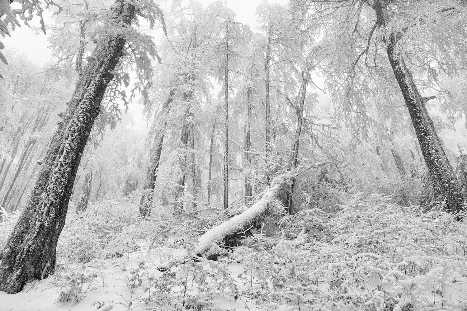 , Деян Косев