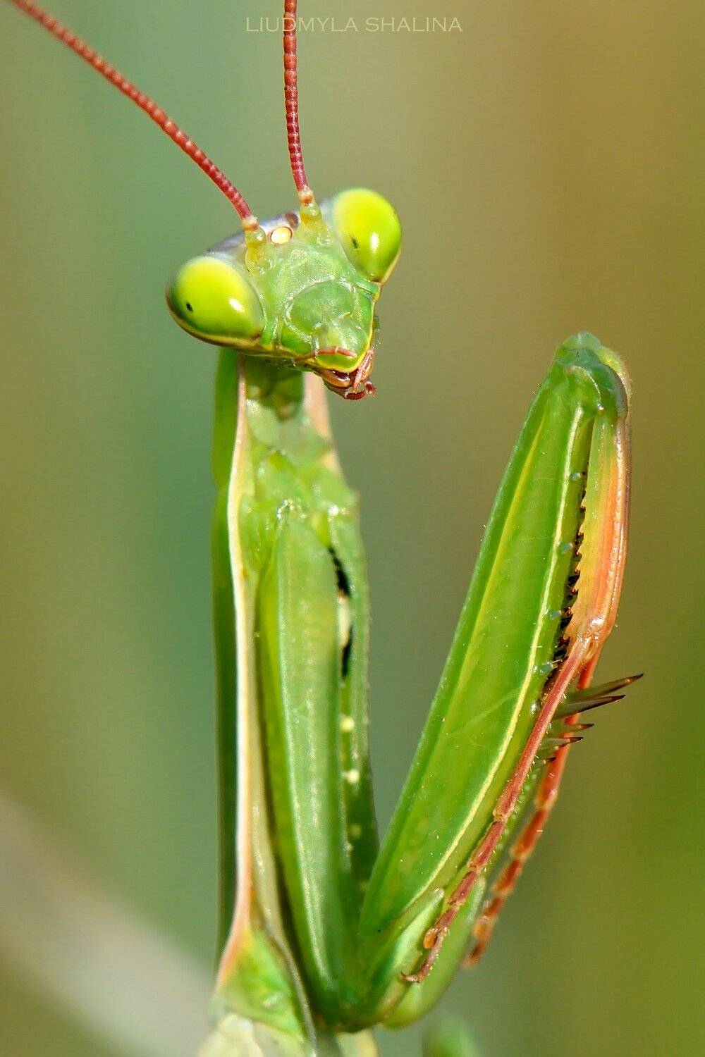 богомол , портрет , глаза , лето , на лугу , природа, Людмила Шалина
