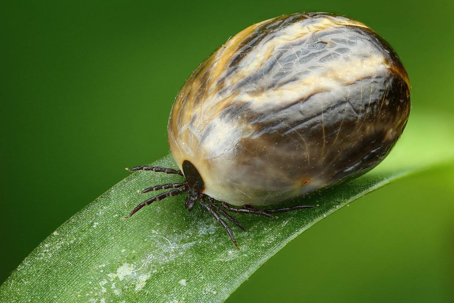 клещ макро природа цвет зеленый растение, Андрей Шаповалов