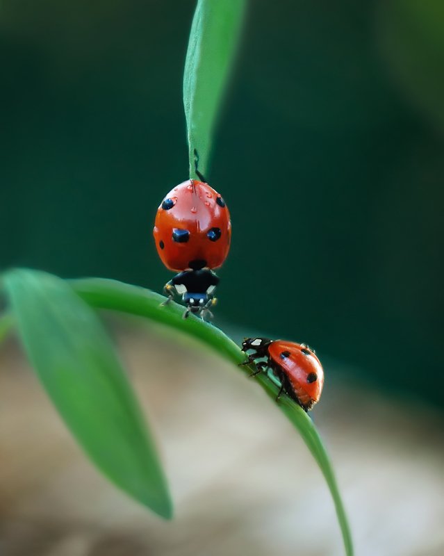 macro insects helios44-2 nature *** фото превью