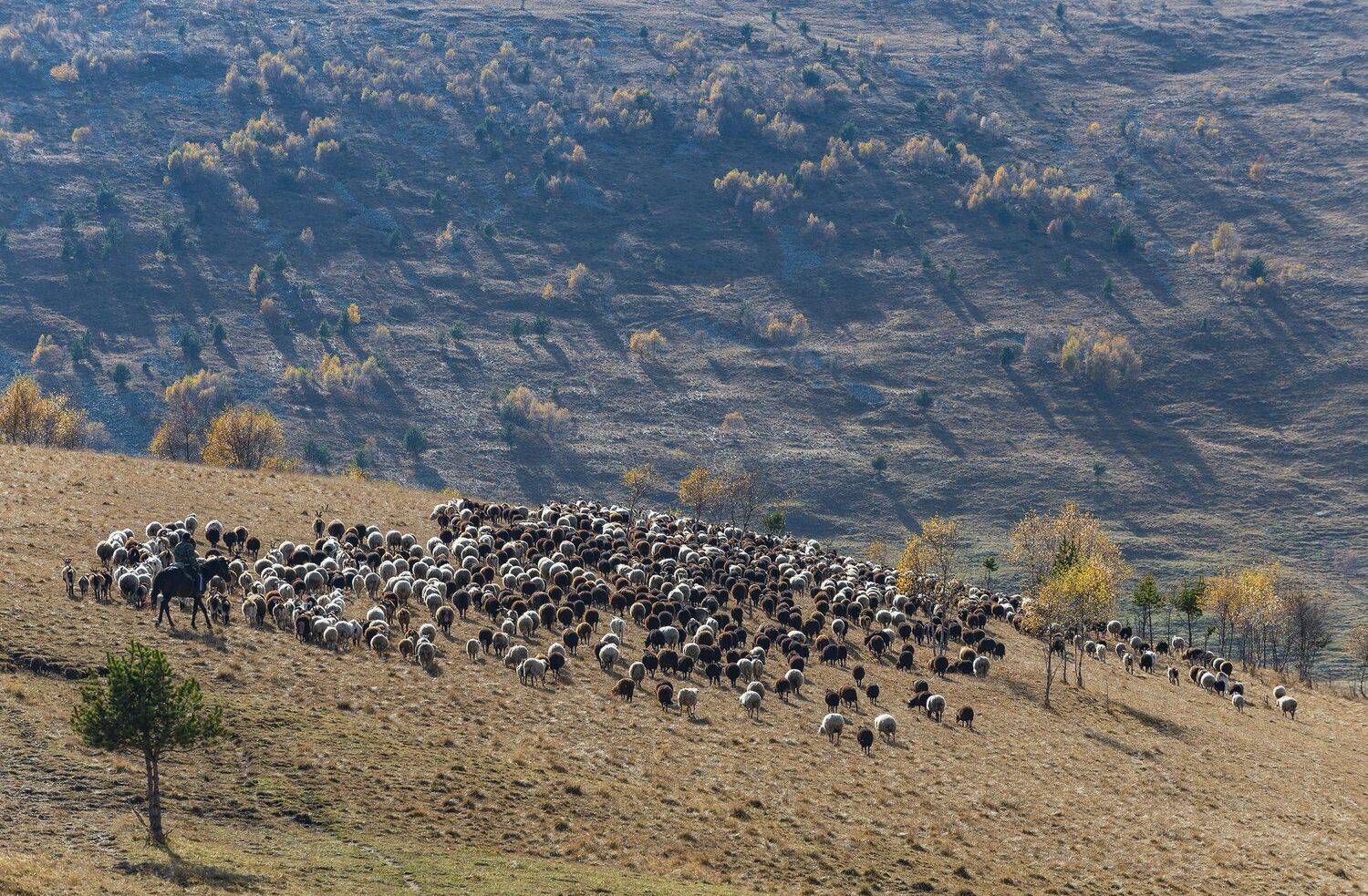 , Дмитрий Новоселов