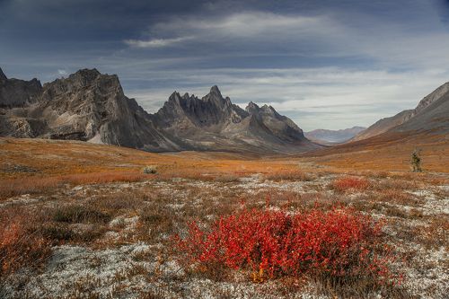 ЮКОН В ЦВЕТЕ