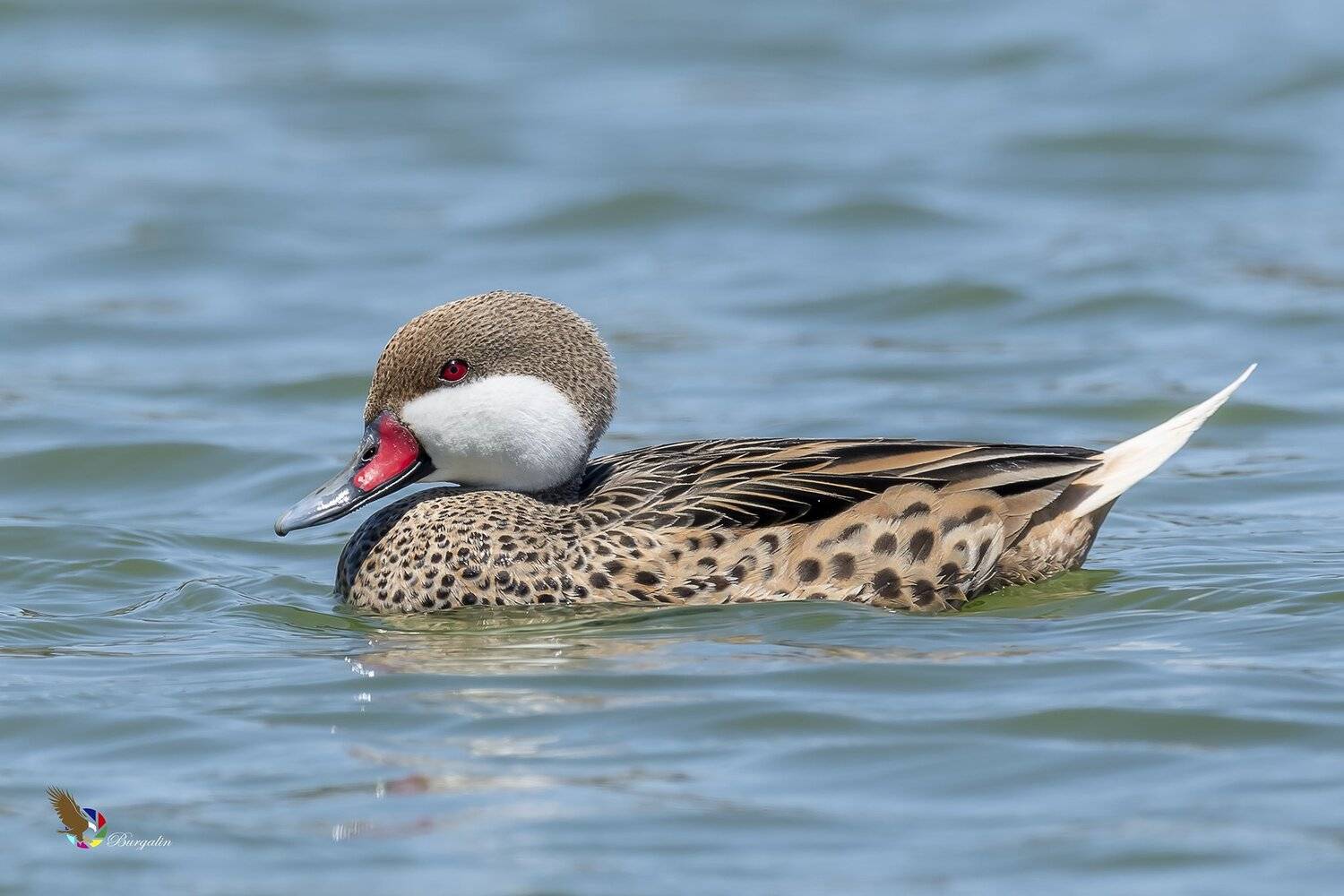 , Fernando Burgalin Sequeira