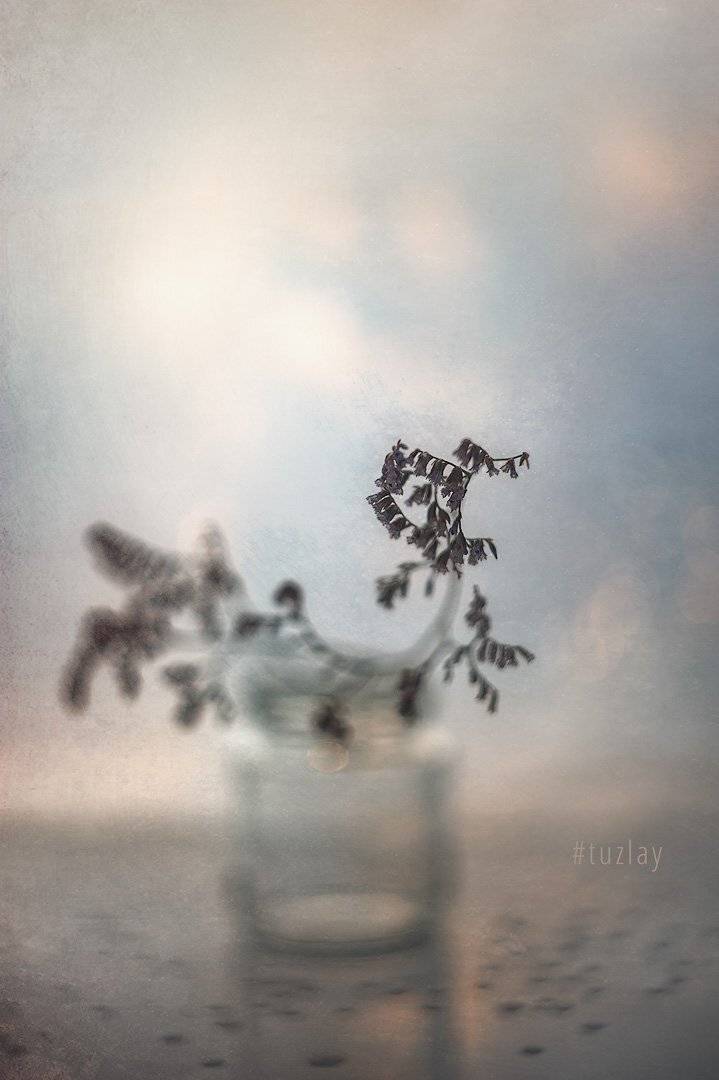 боке, белый гелиос, кермек, кермек лимониум, Владимир Тузлай